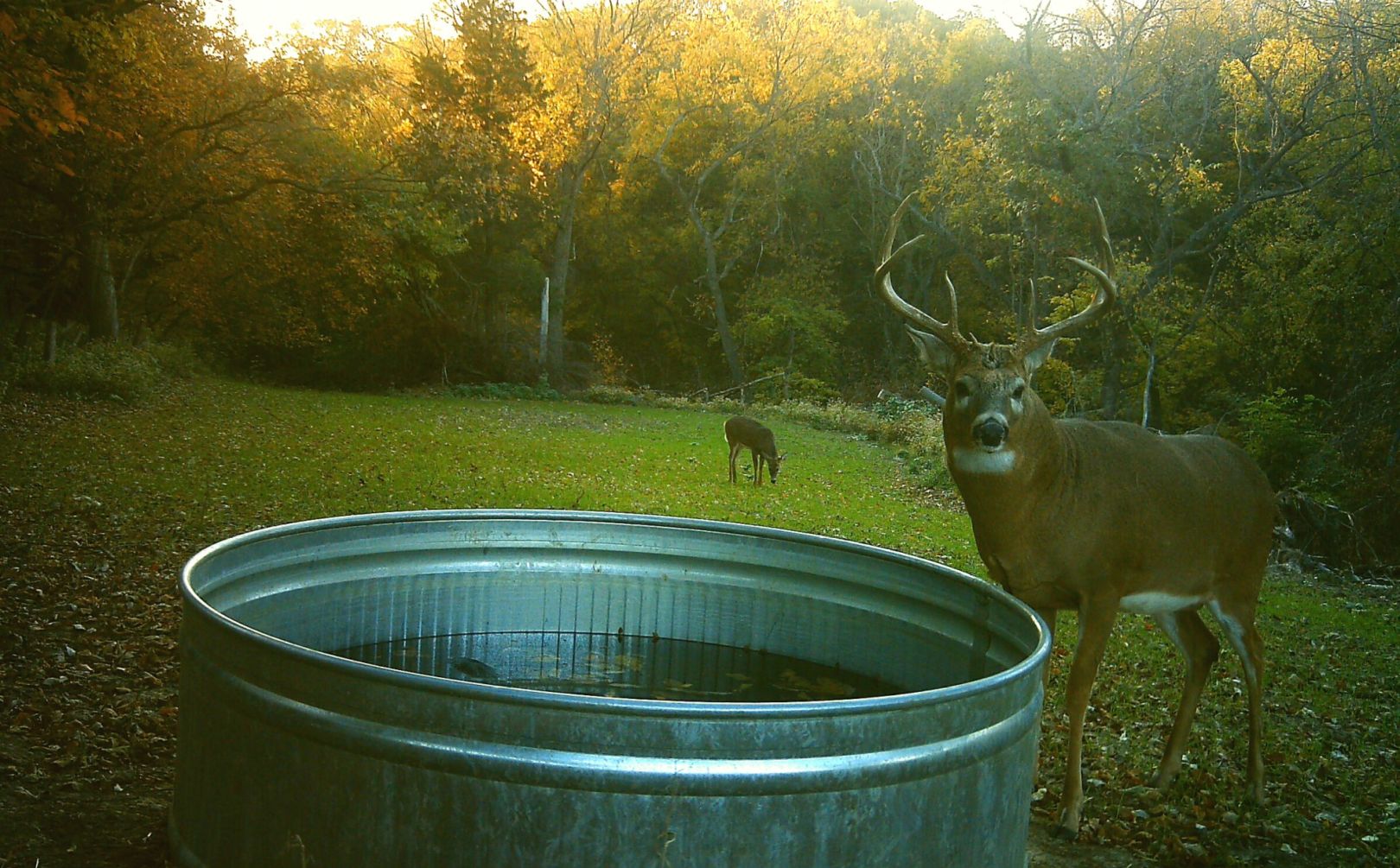 Whitetail kill plot