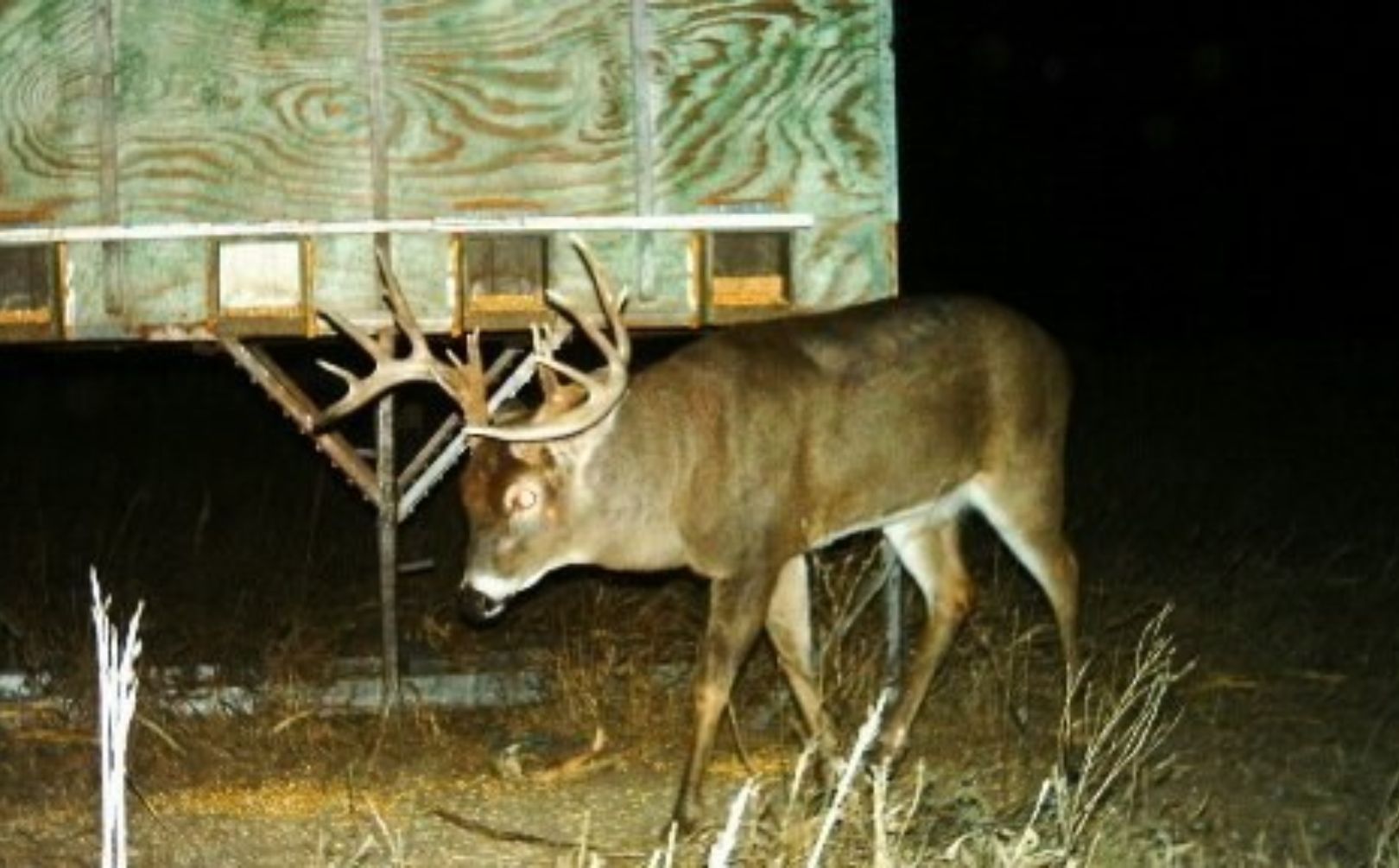 Deer Jawbone Aging Chart