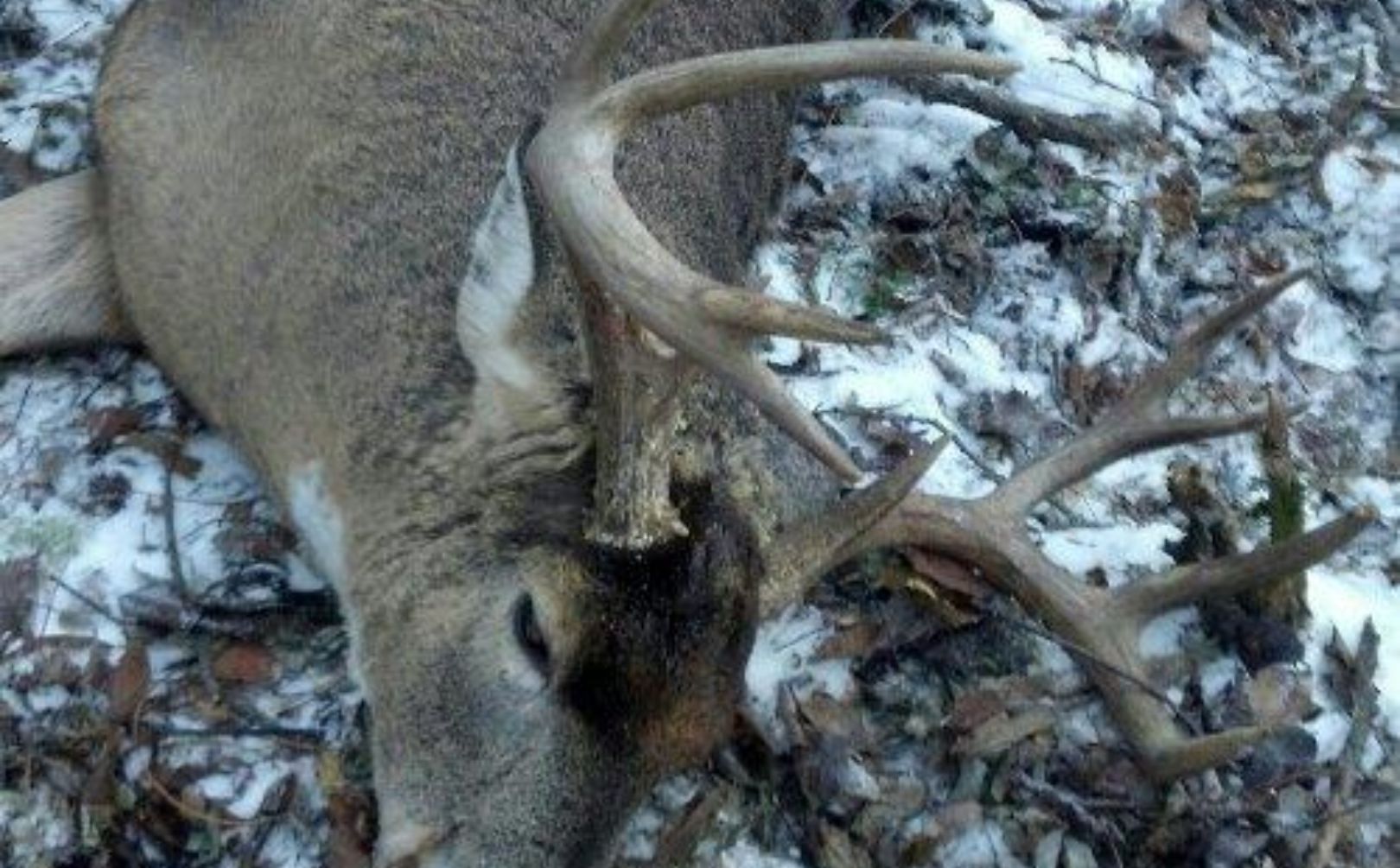 stand timing mature buck