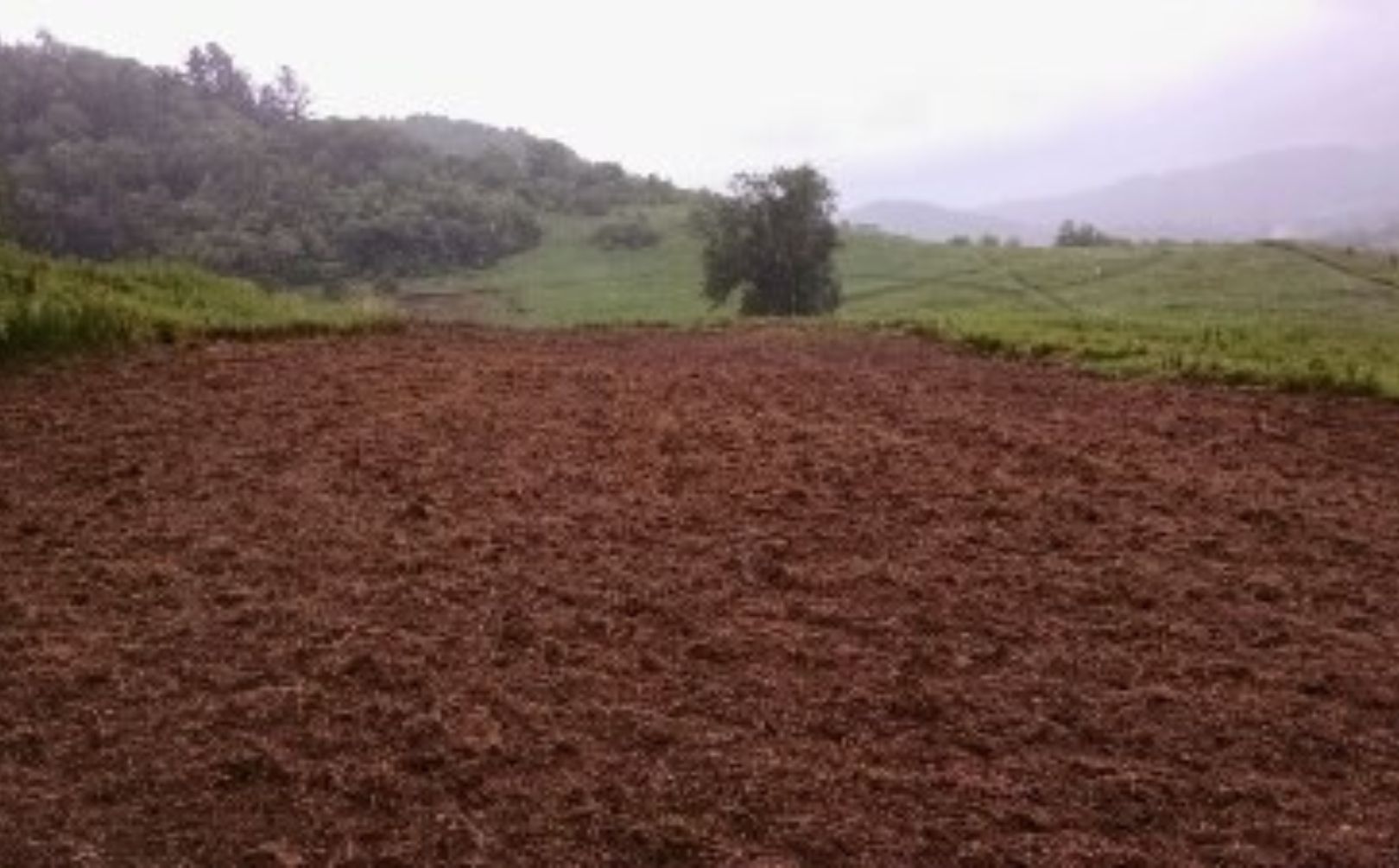 food plots