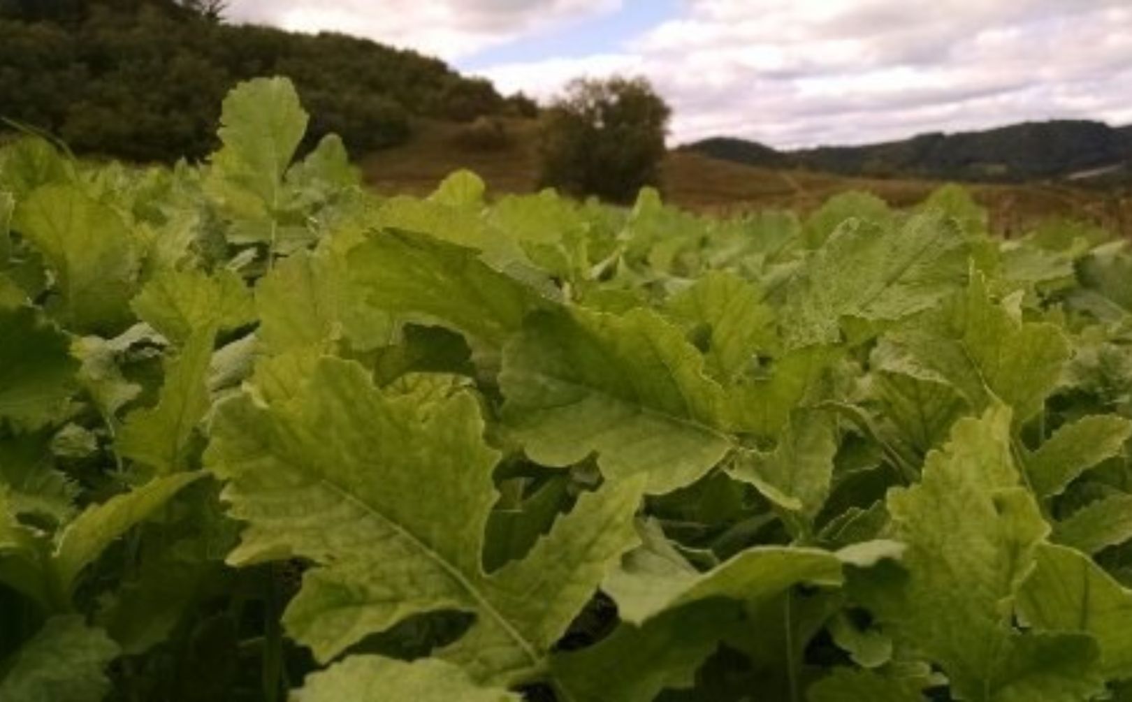 food plot blends