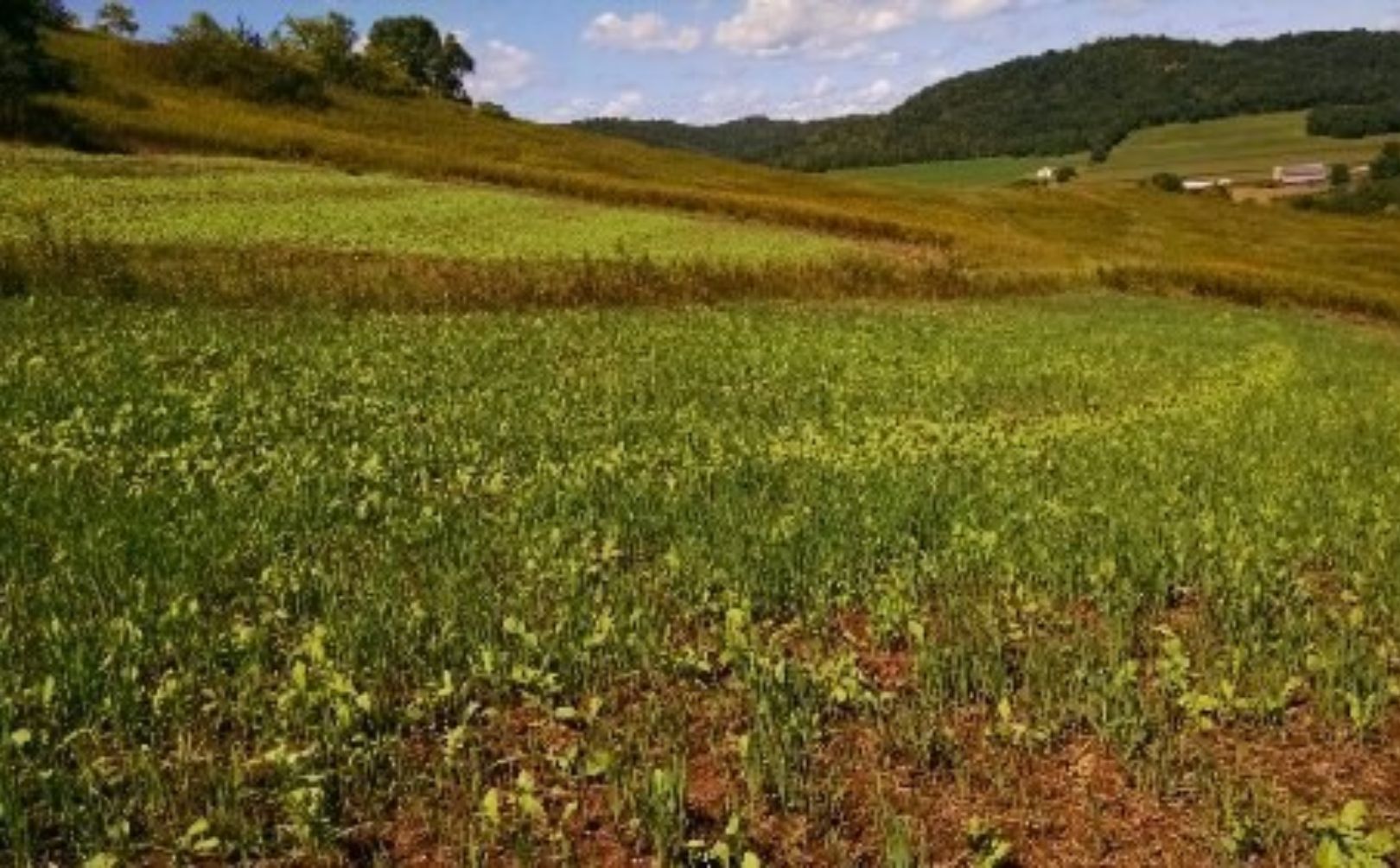 food plot mix