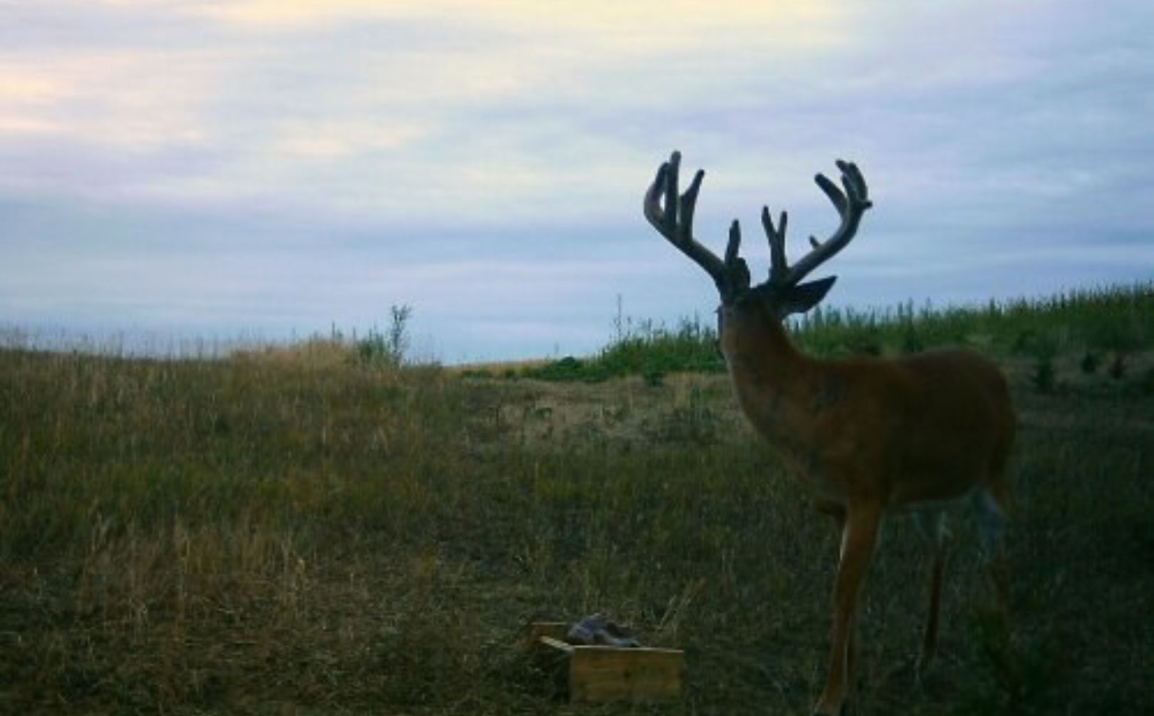 summer deer habitat