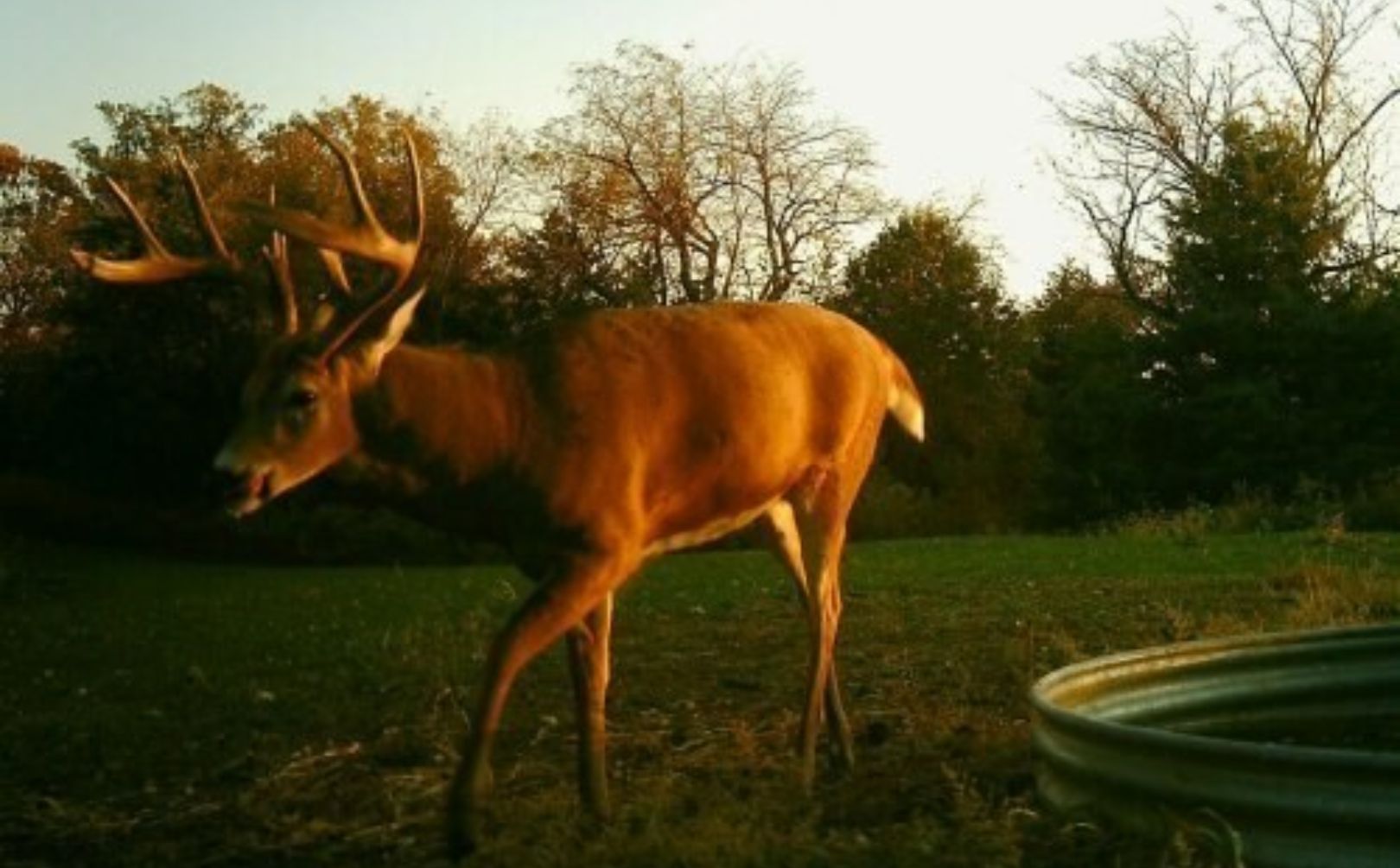 food plot tips