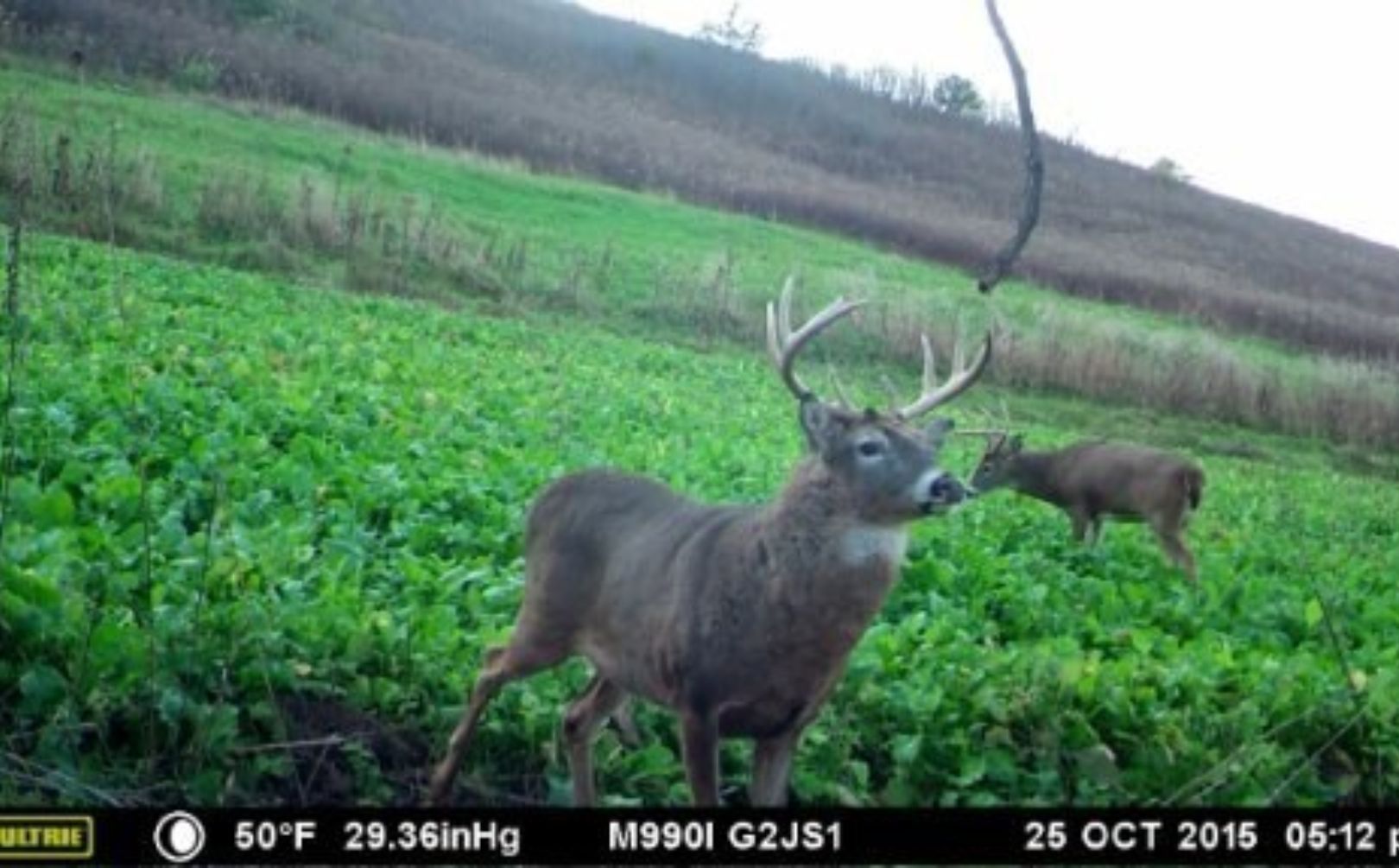 mature buck rut sit alert