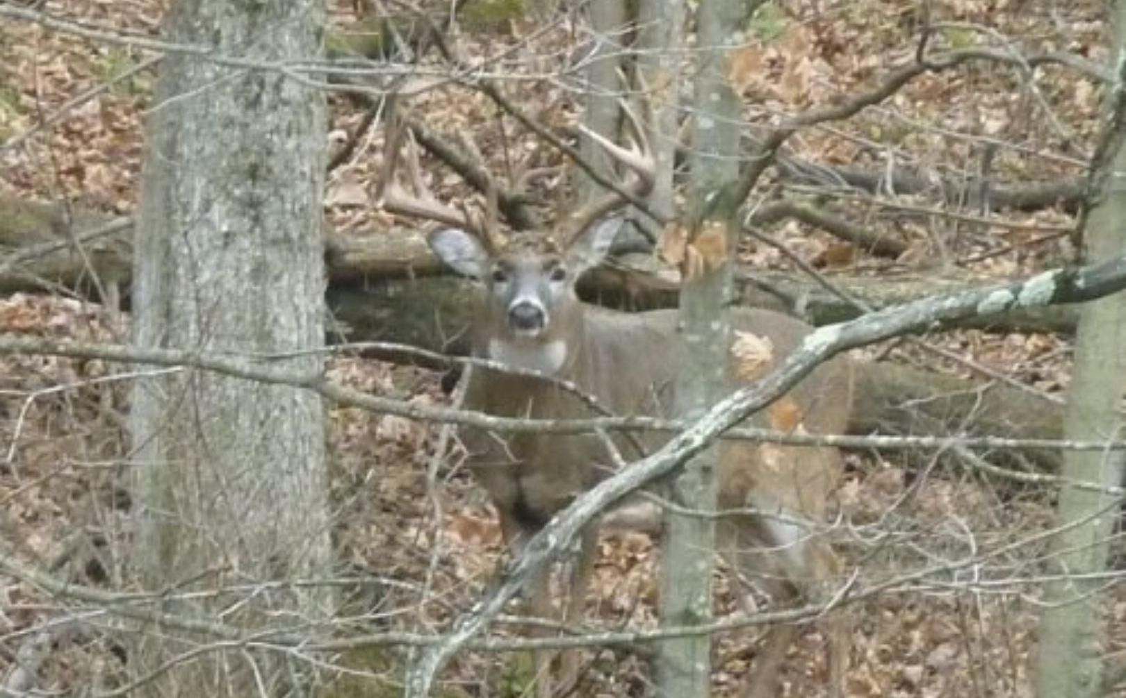 buck management