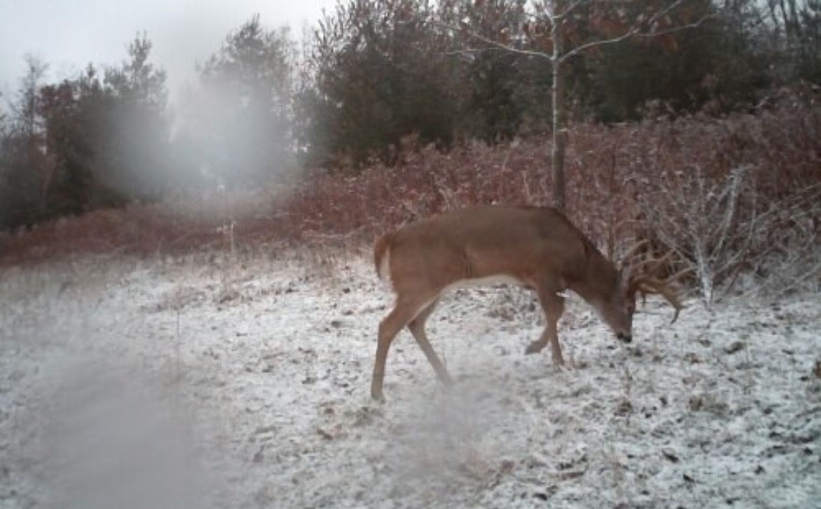whitetail cold front