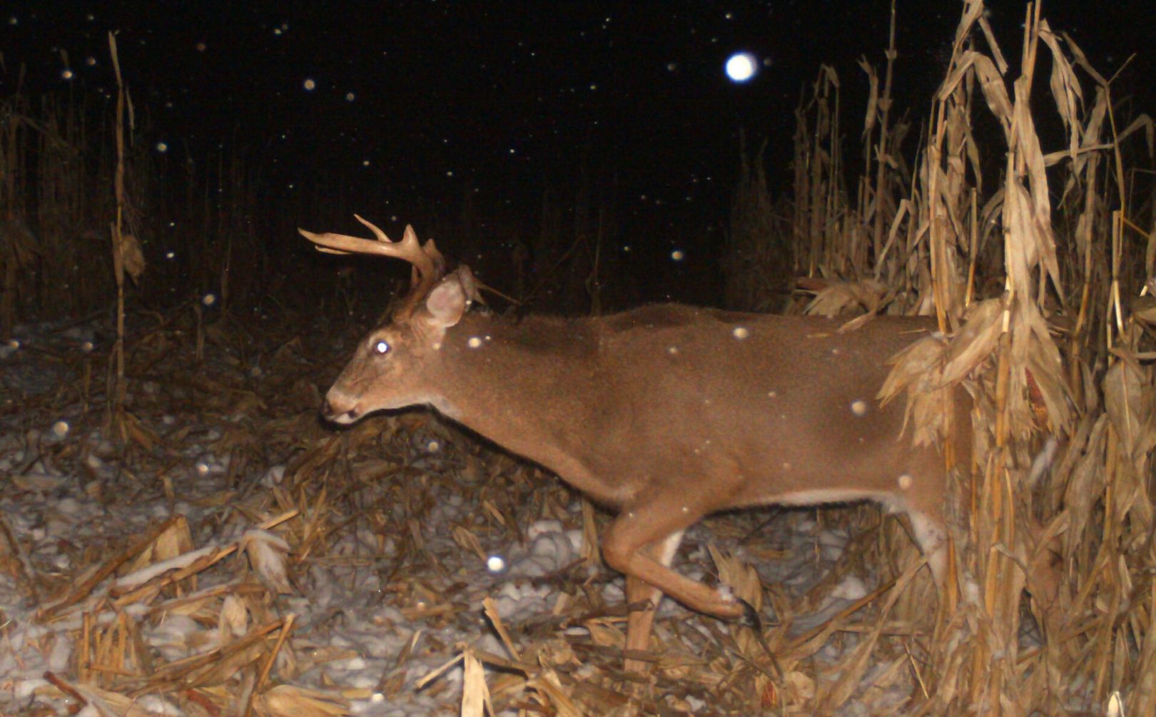 food plot direction