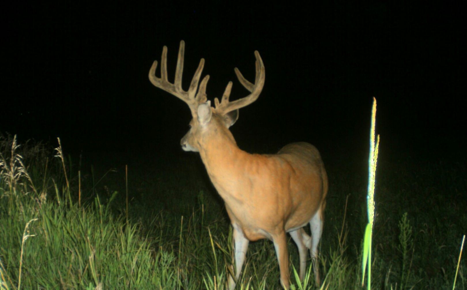 Spring Food Plot Plantings