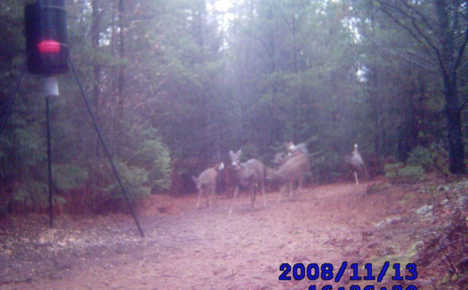 low pressure food plot