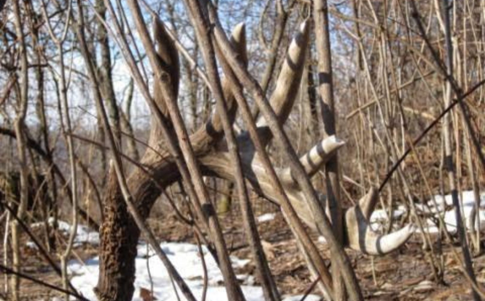 whitetail shed hunting