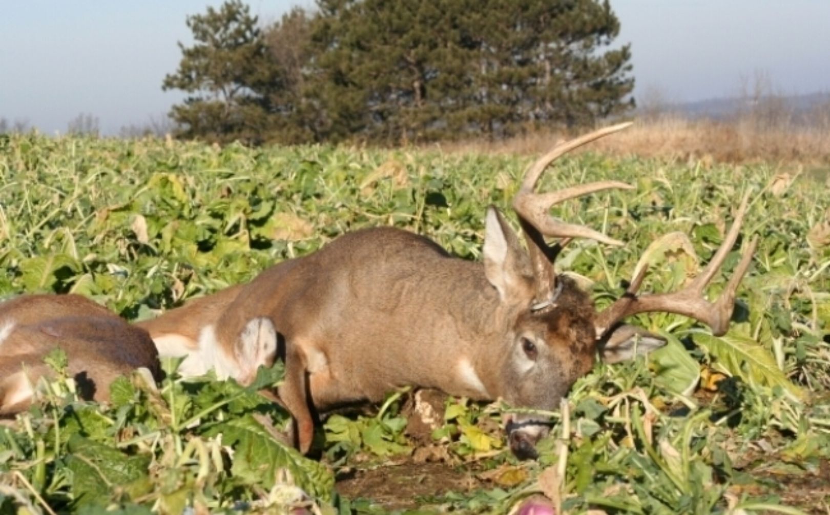 food plot location strategies