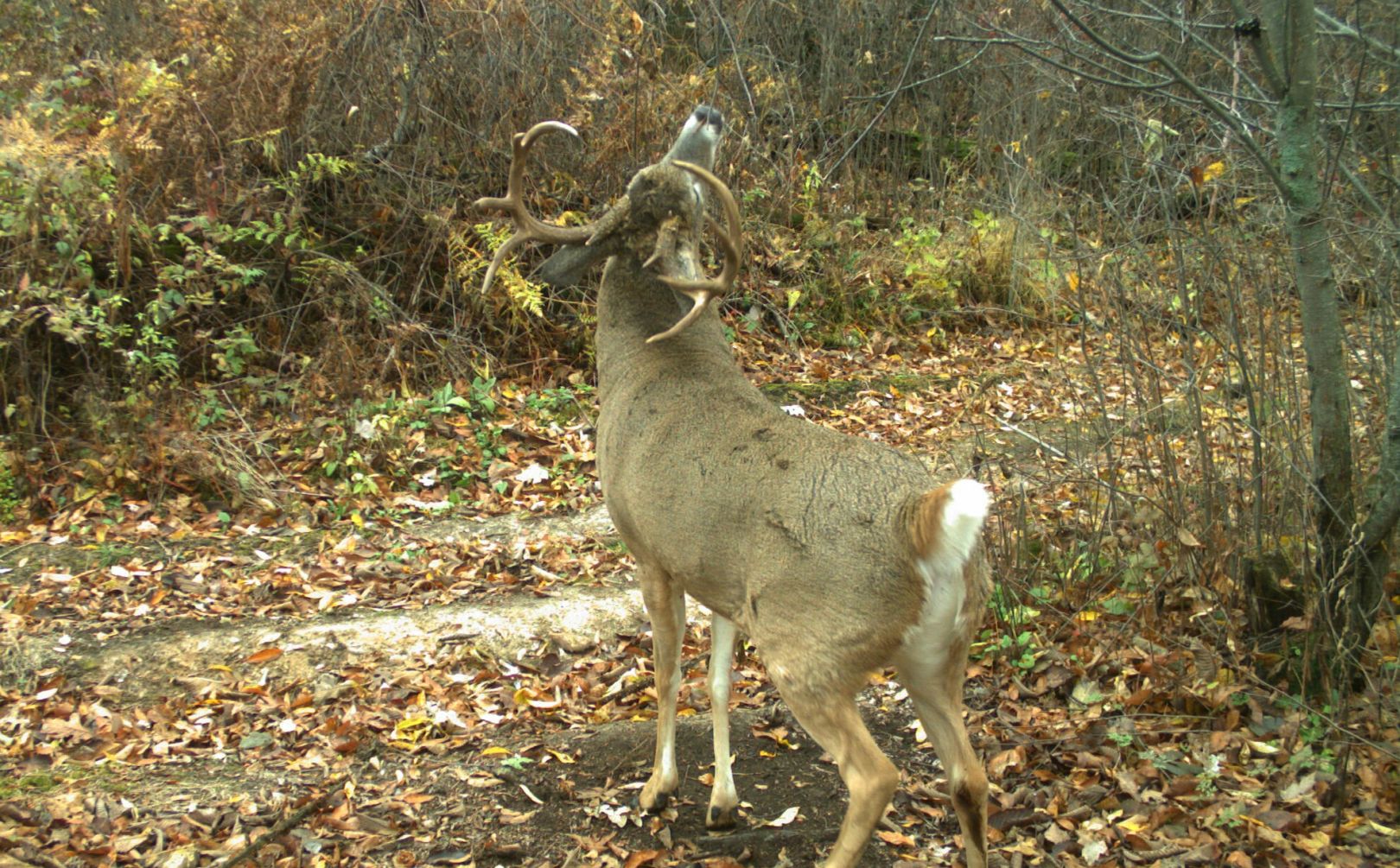 mature buck tendencies