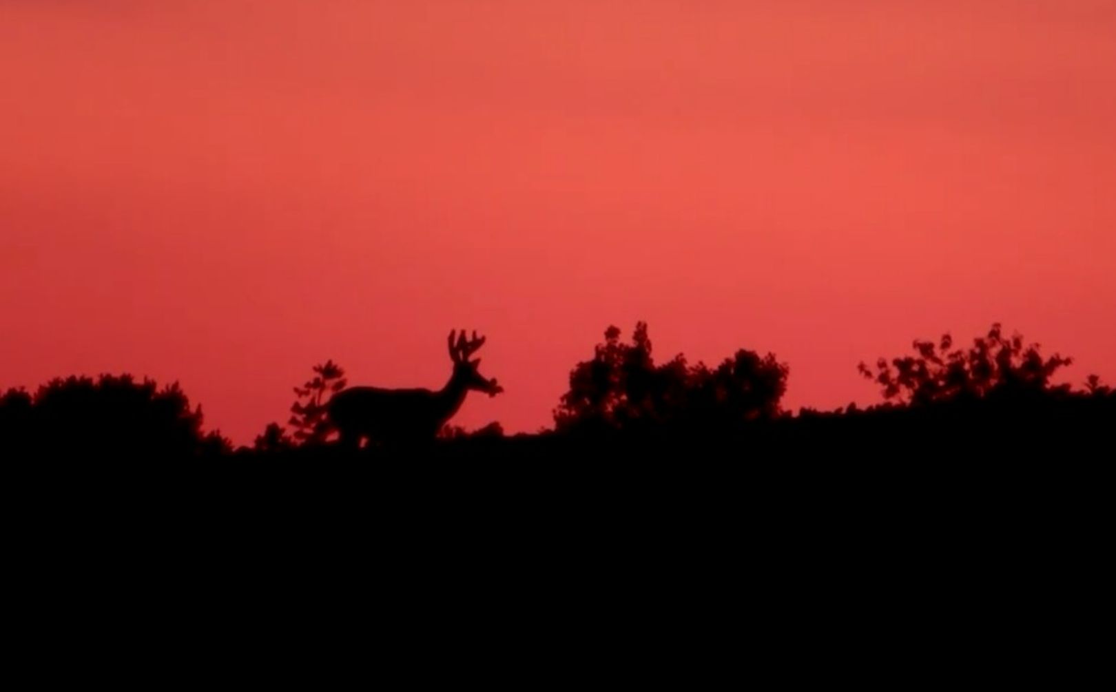 food plot location guide