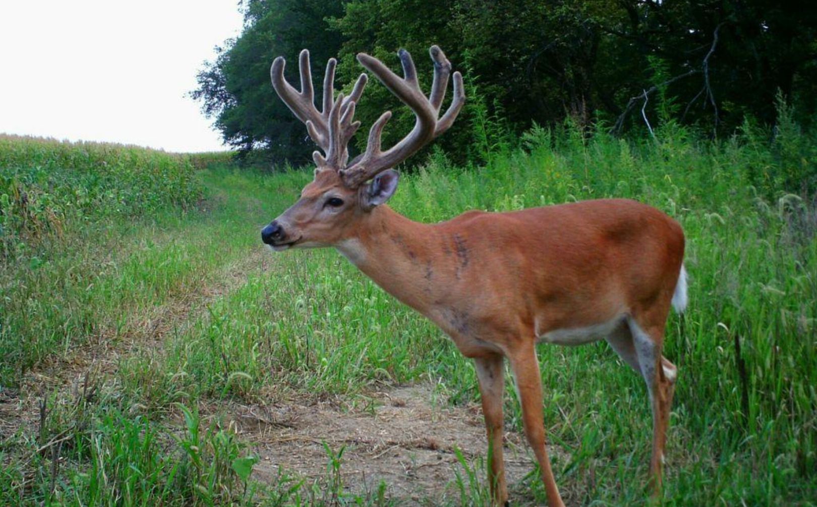 defining deer movement