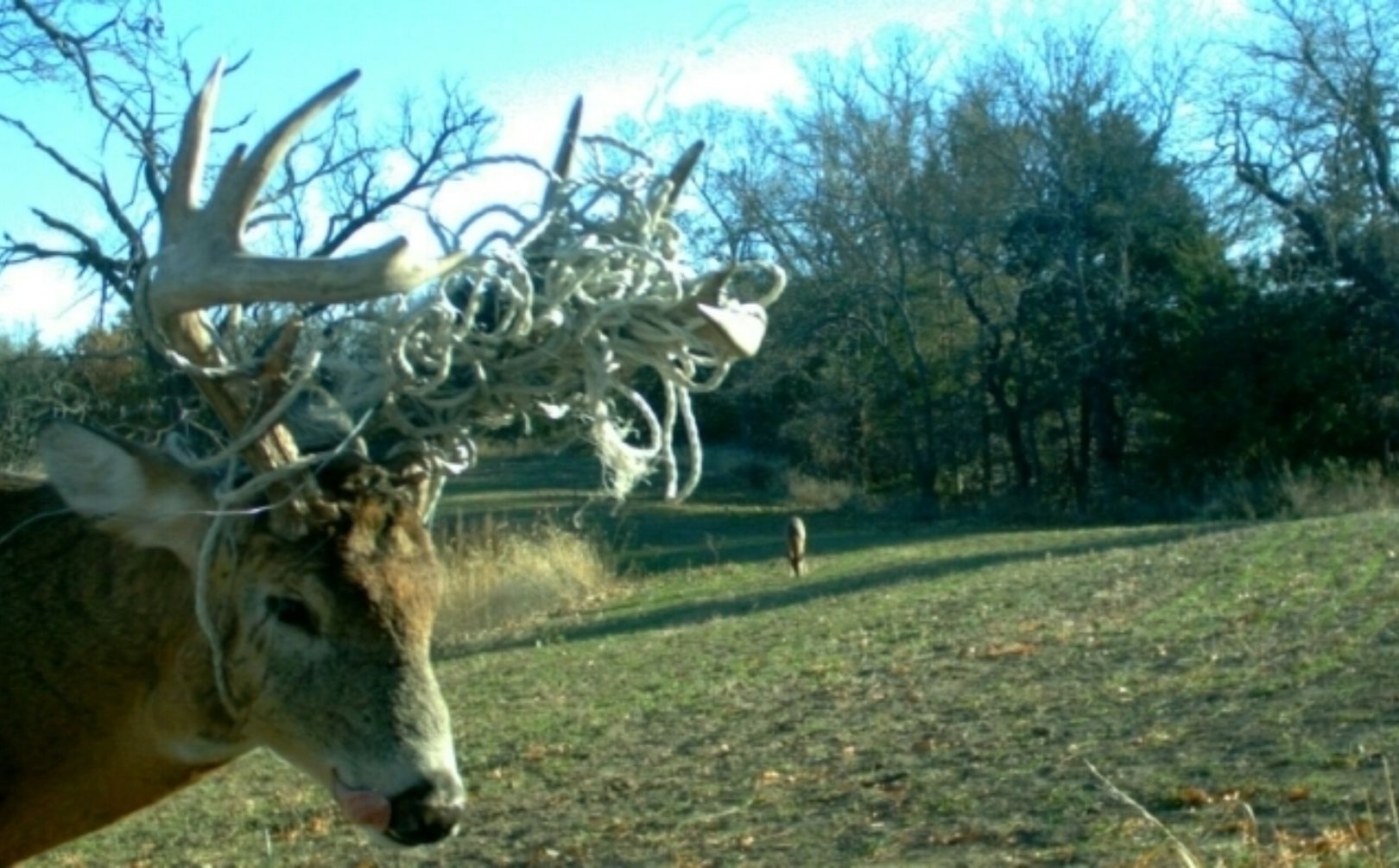 hunting food plots