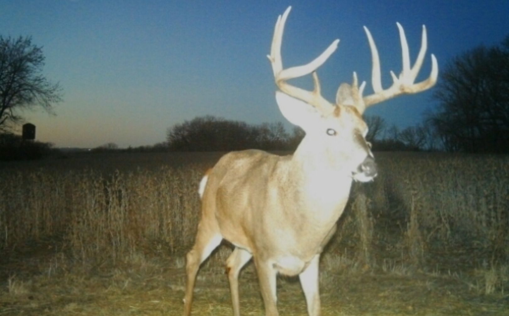 core mature buck hunting strategies