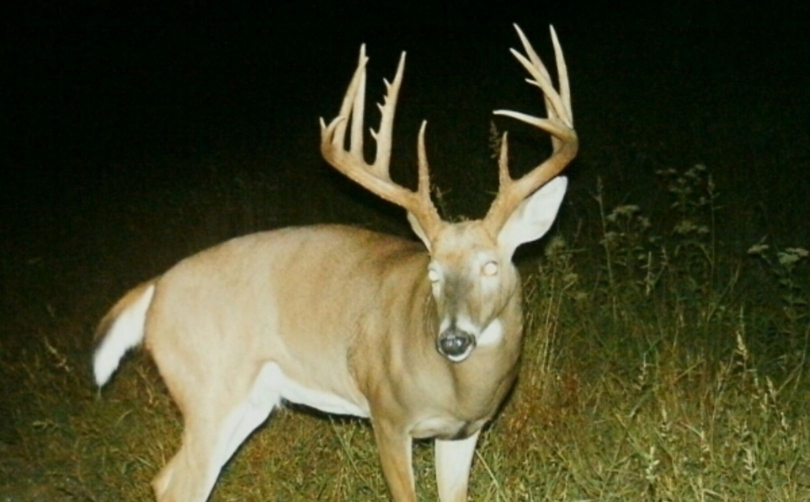 whitetail rut