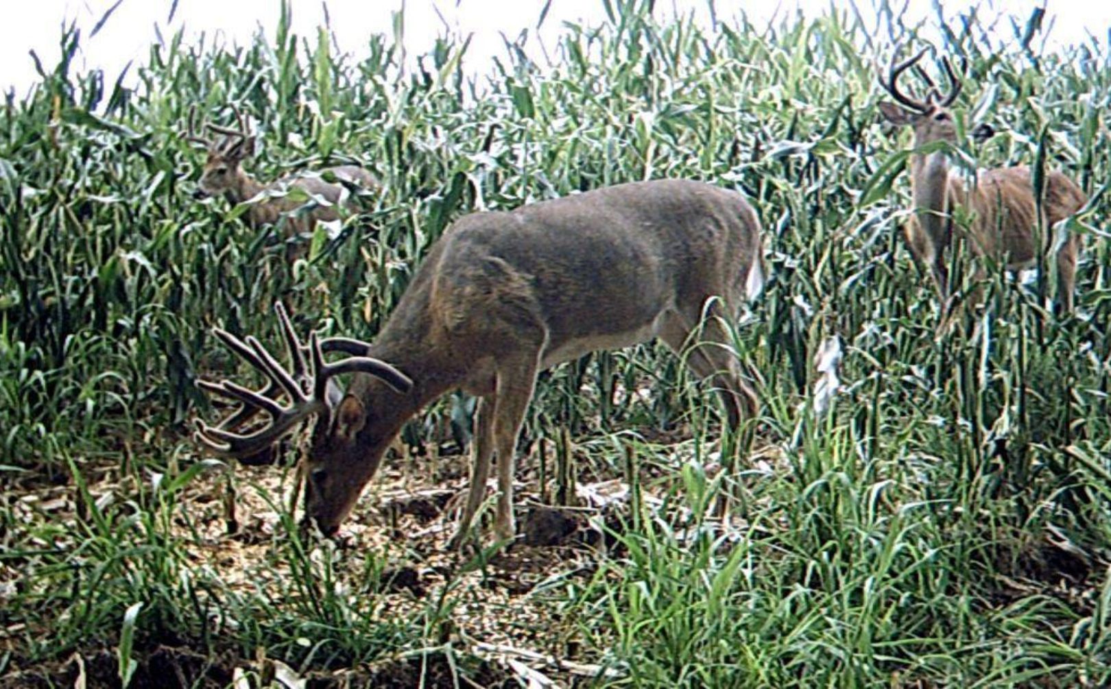 deer movement patterns