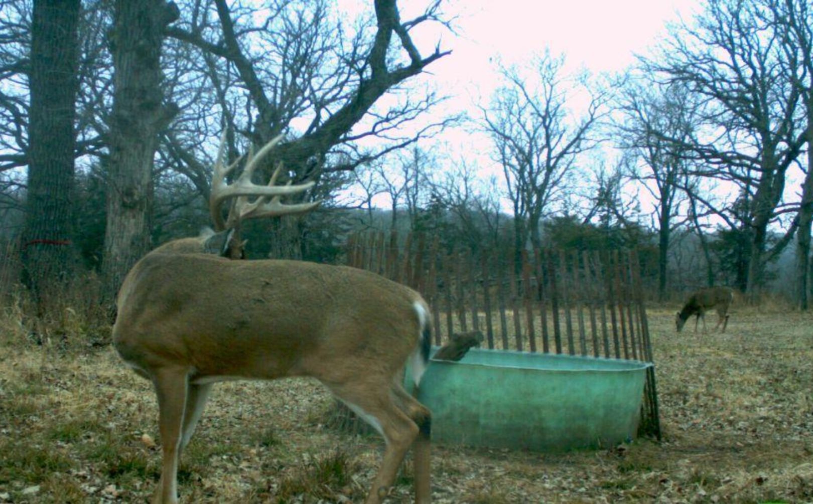 daytime buck travel