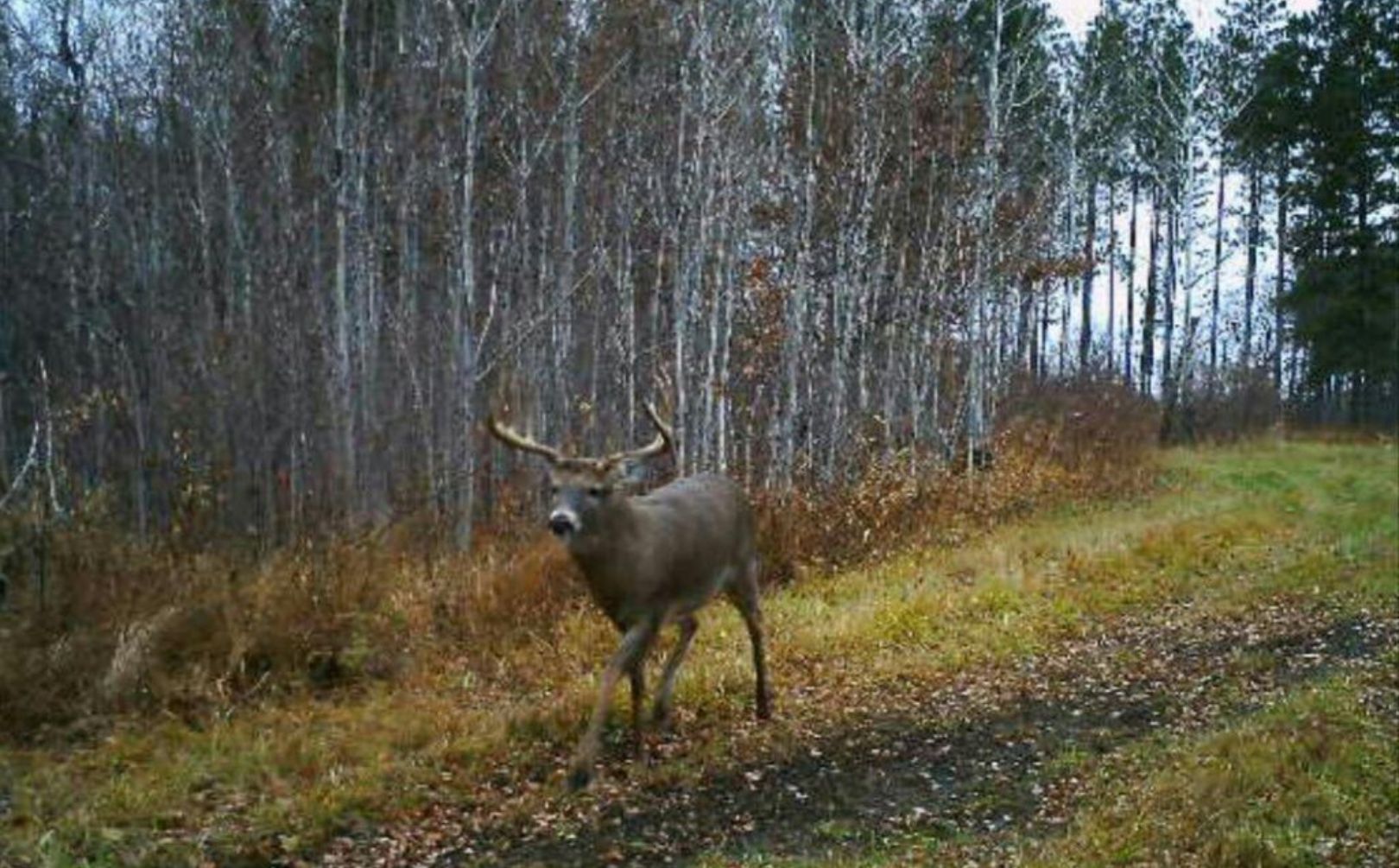 High Percentage Mature Buck Sits