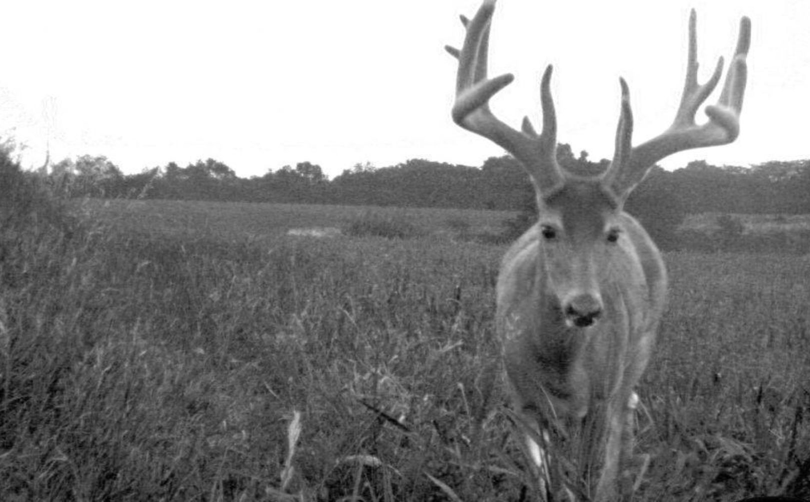 scout for mature bucks