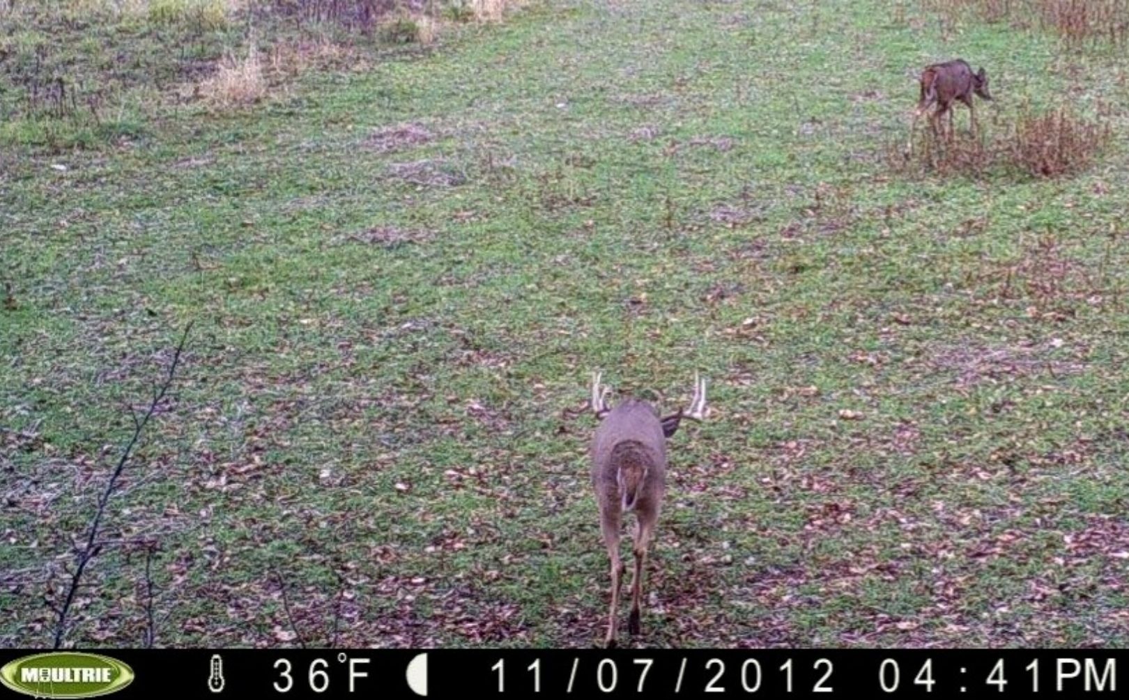 deer hunting plots