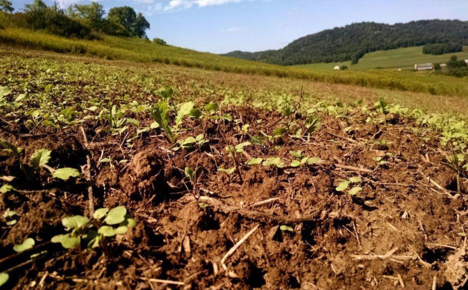 recover from food plot failures