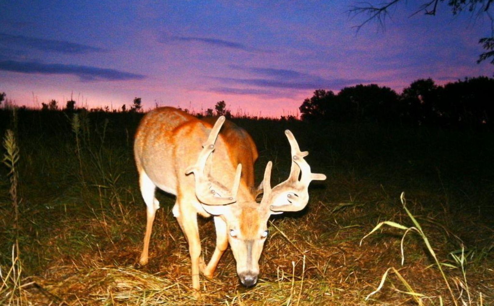 weather and whitetail report