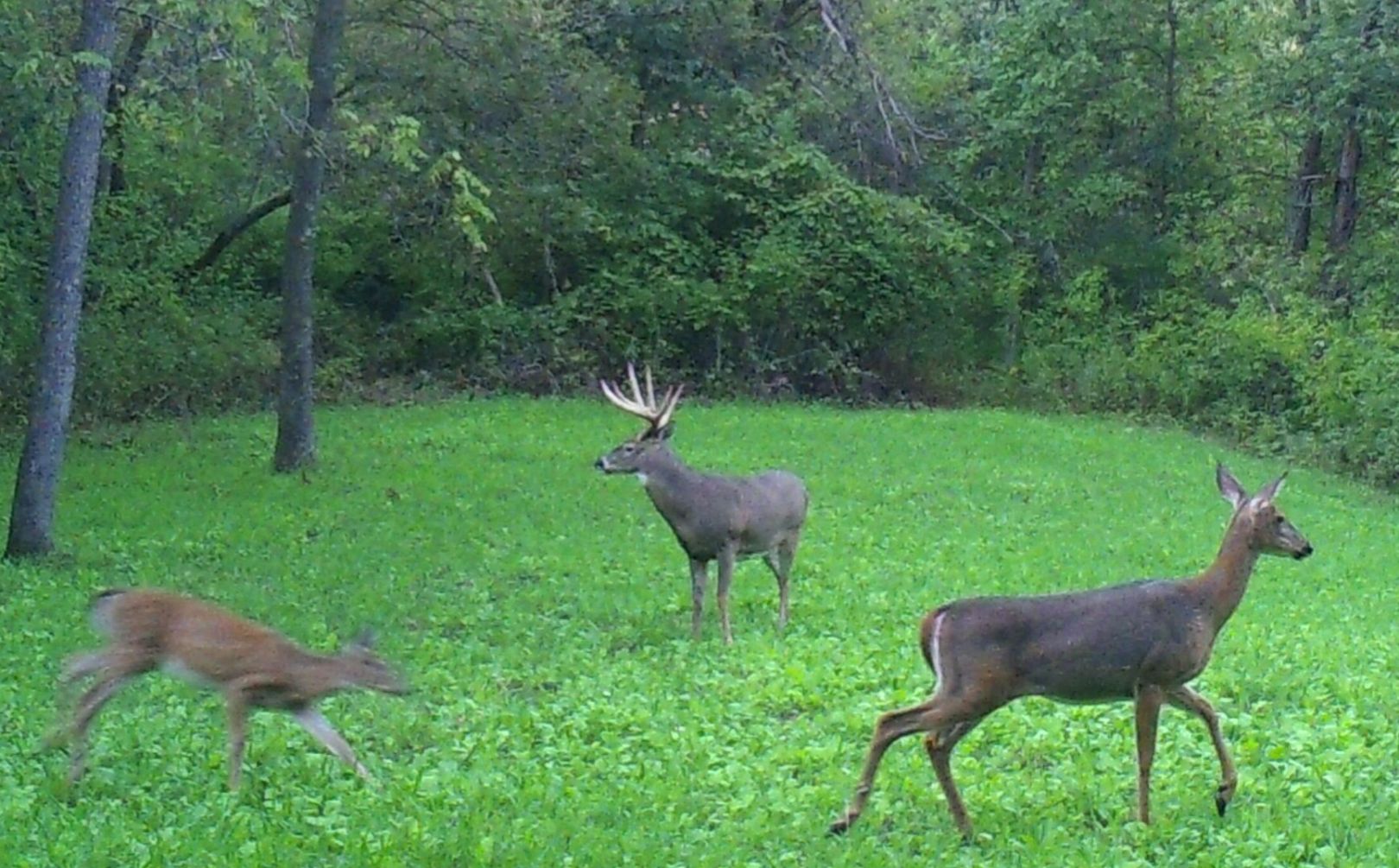 mature buck movement triggers