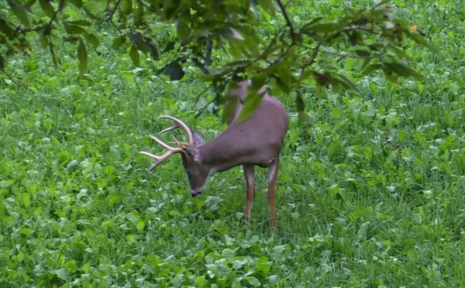 never hunt food plot