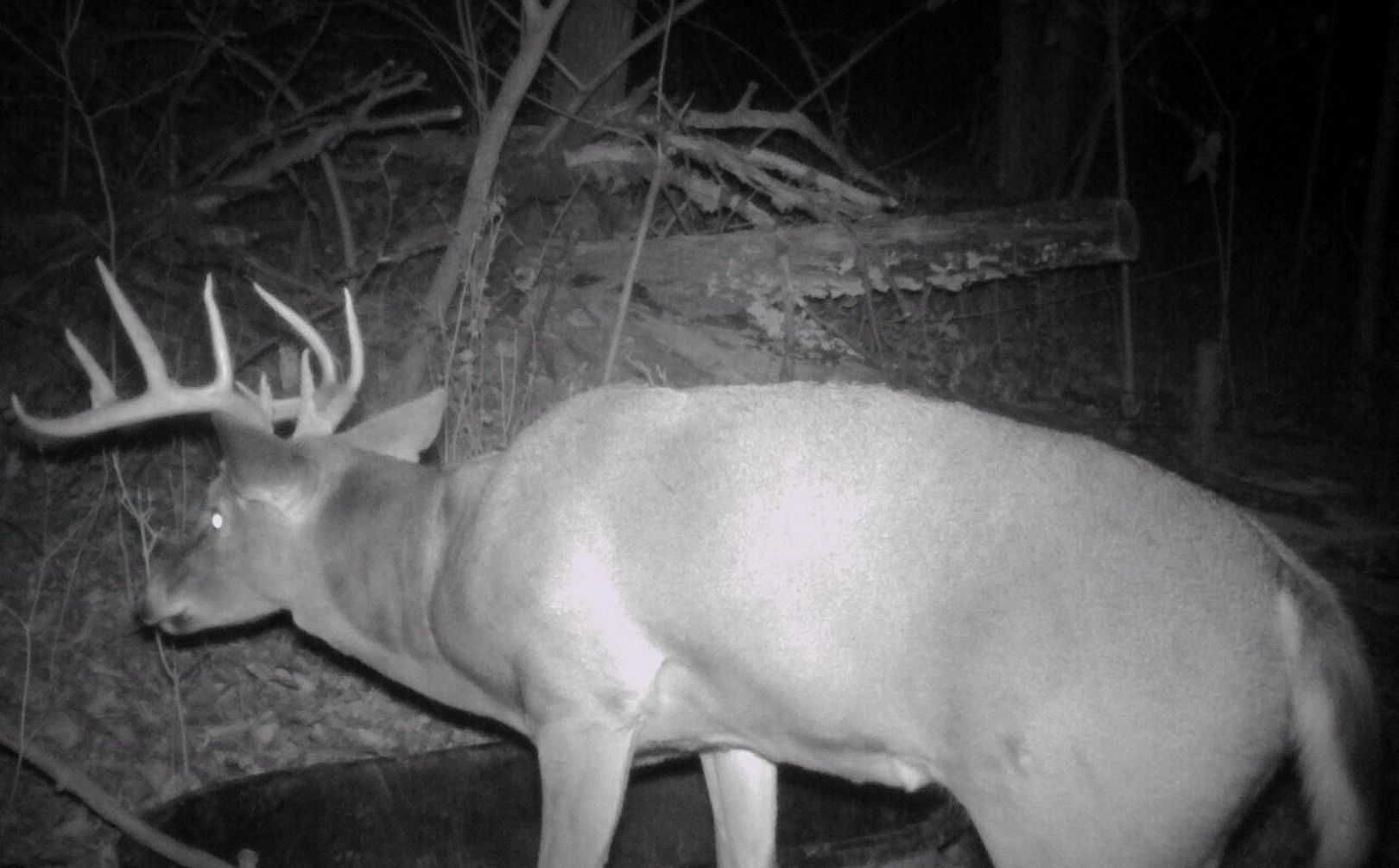 whitetail rut guide