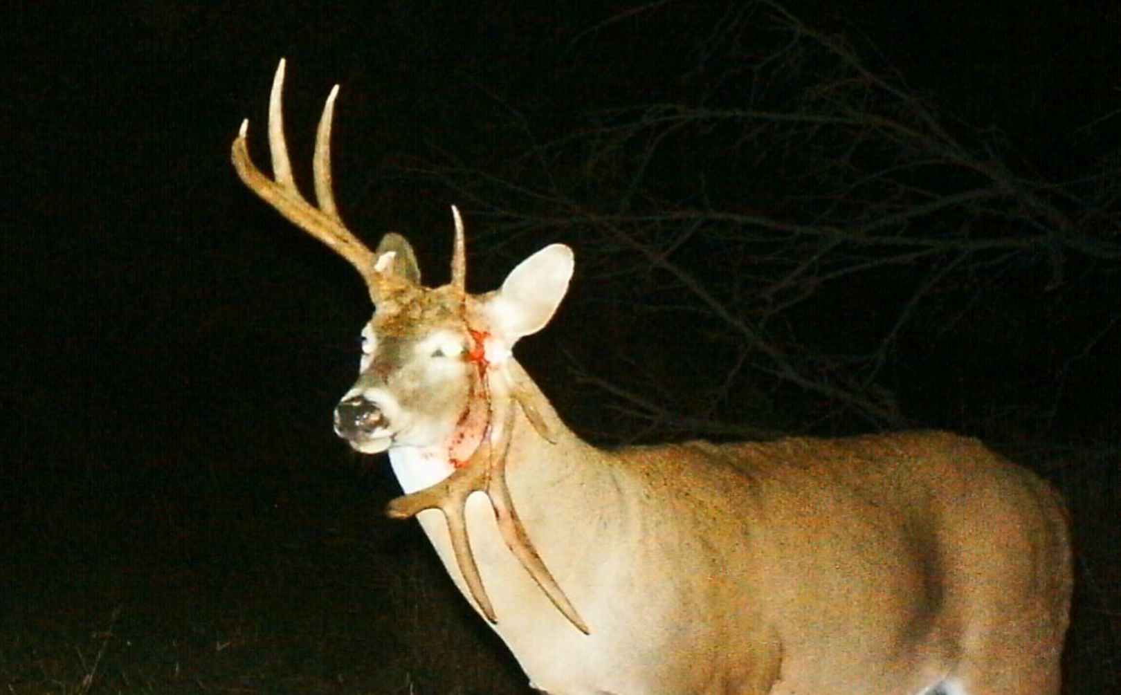 whitetail sit alert