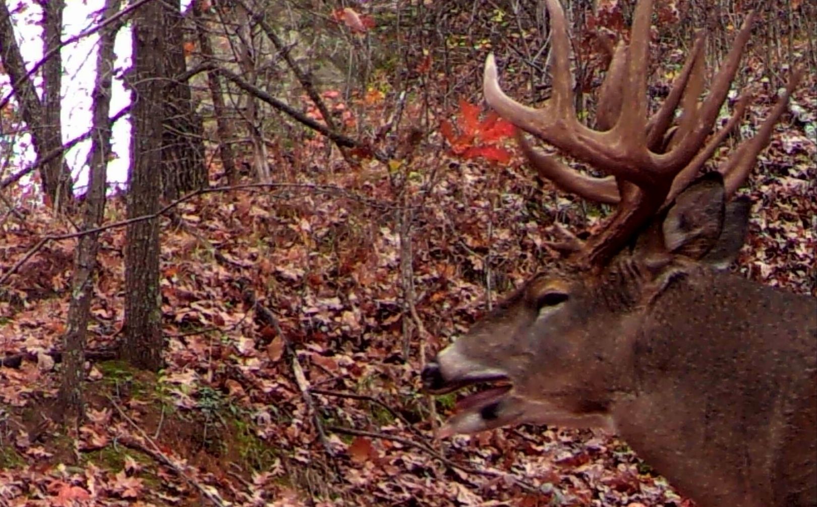 whitetail rut lock down