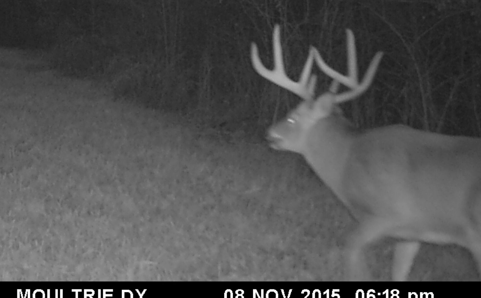 whitetail rut forecast