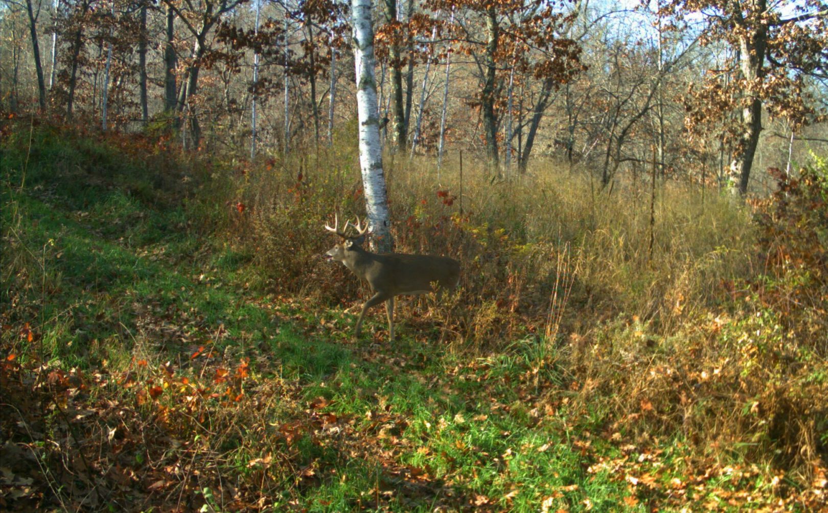 deer bedding location