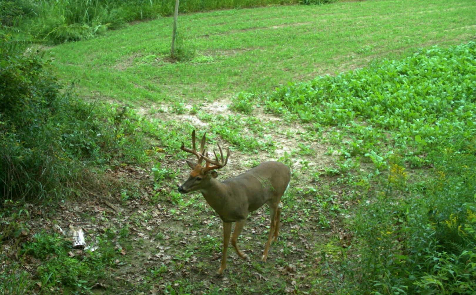 deer planting tip