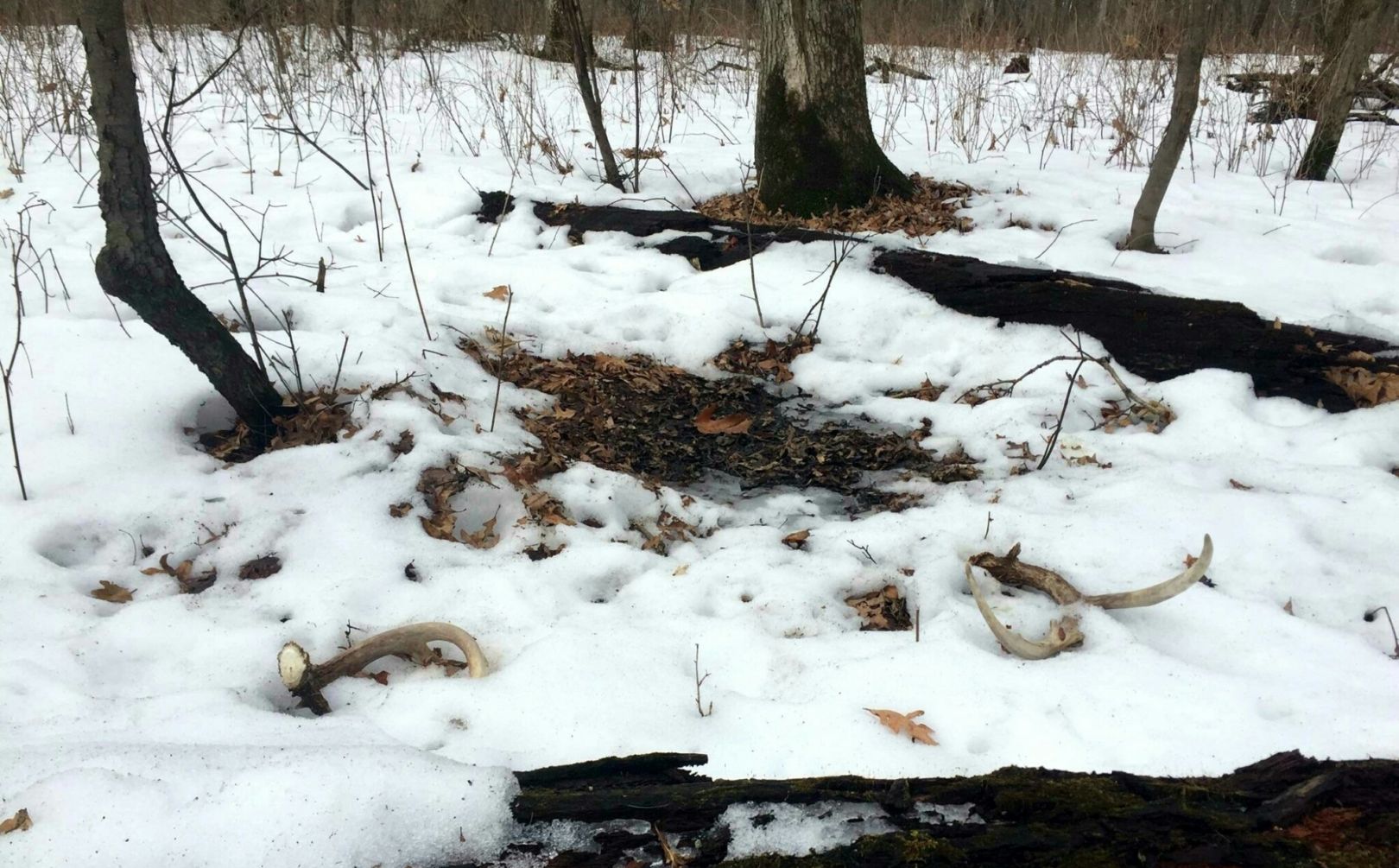 Winter whitetail scouting