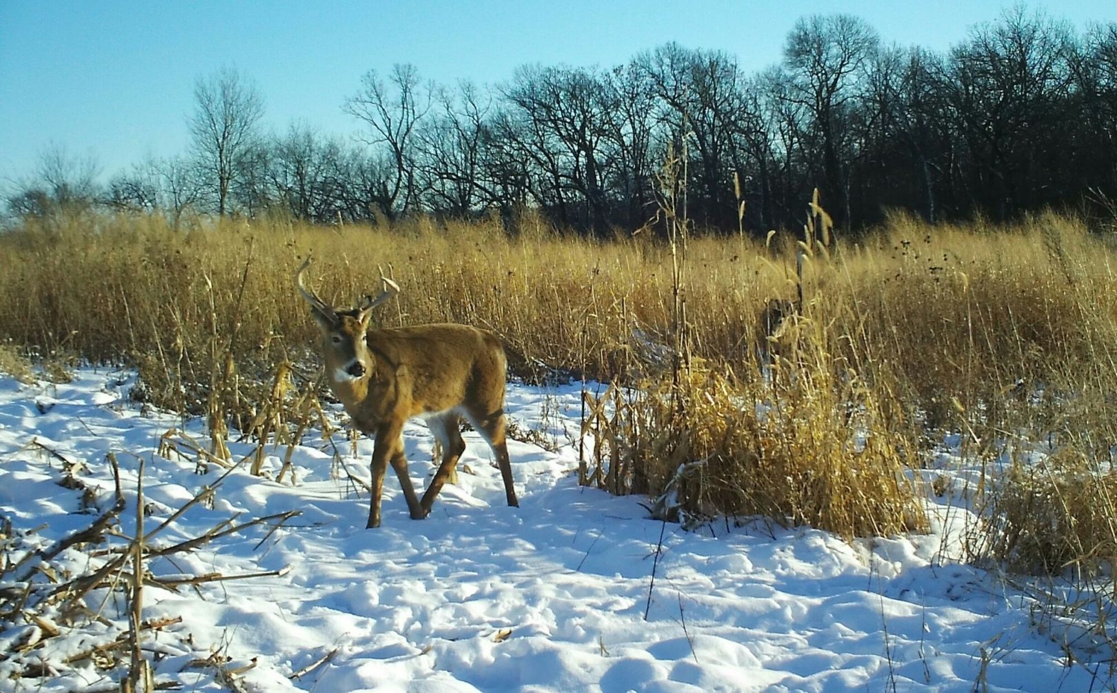 creating whitetail habitat quickly