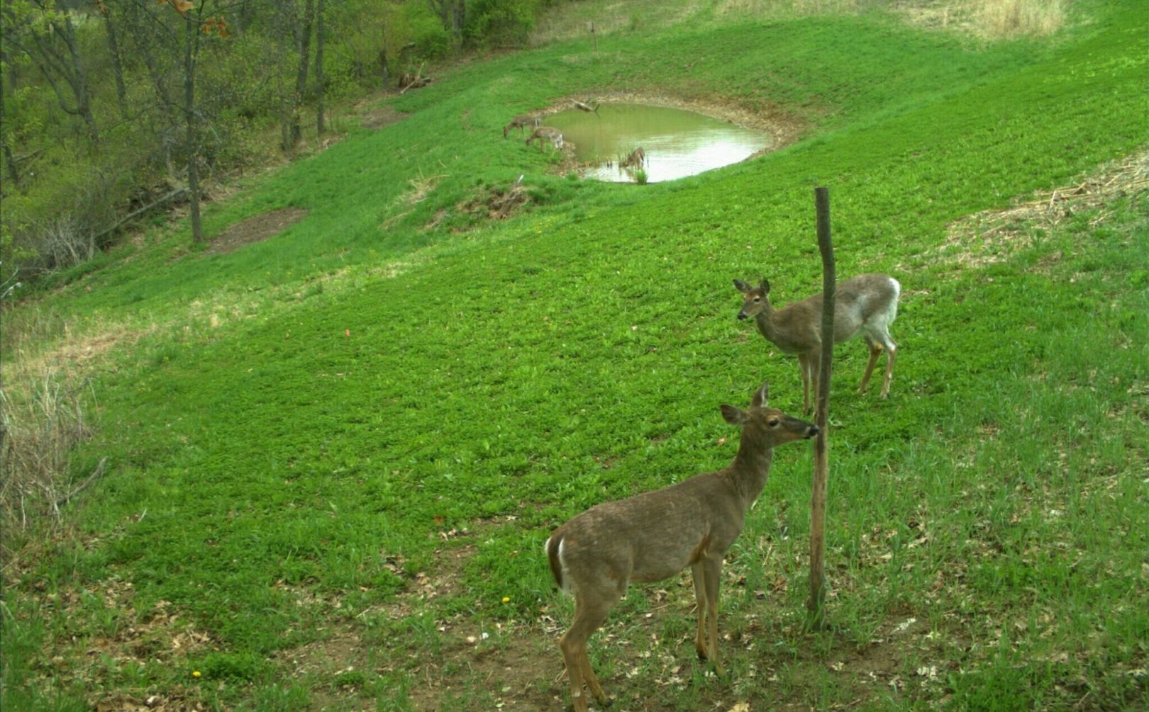 whitetail habitat design