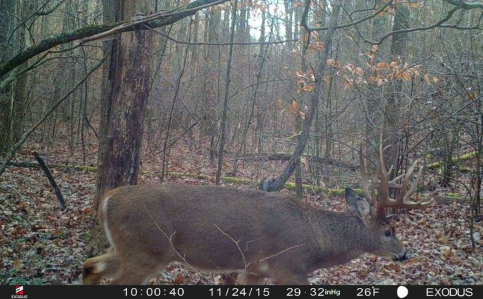 managing whitetail herds