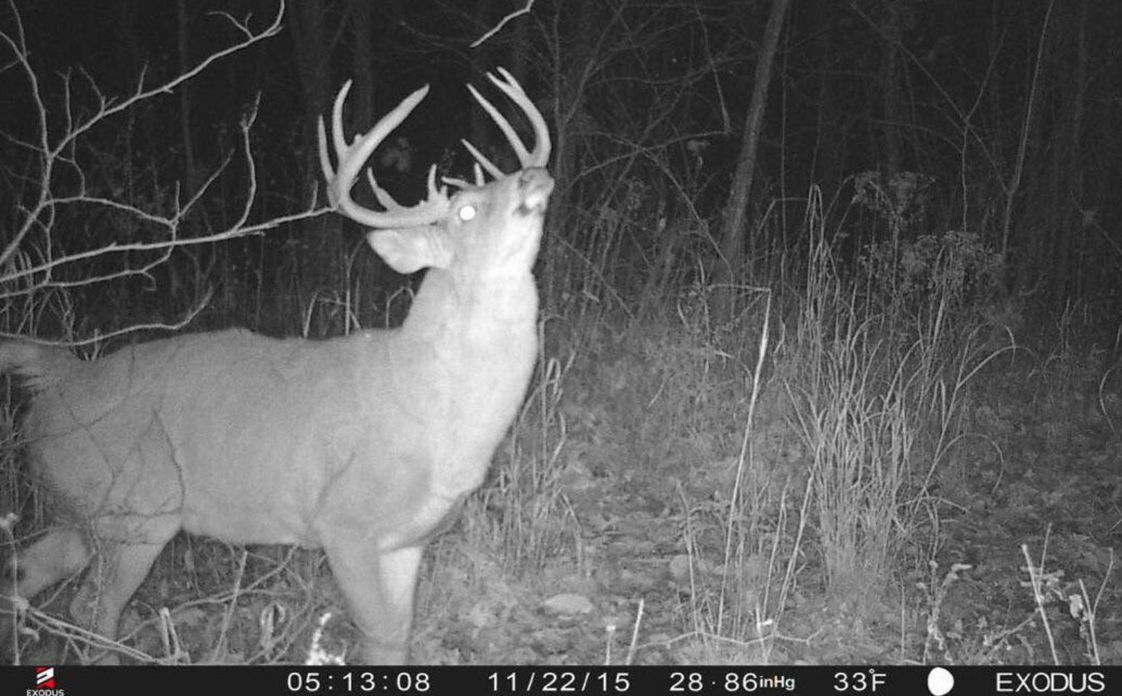 2016 whitetail rut