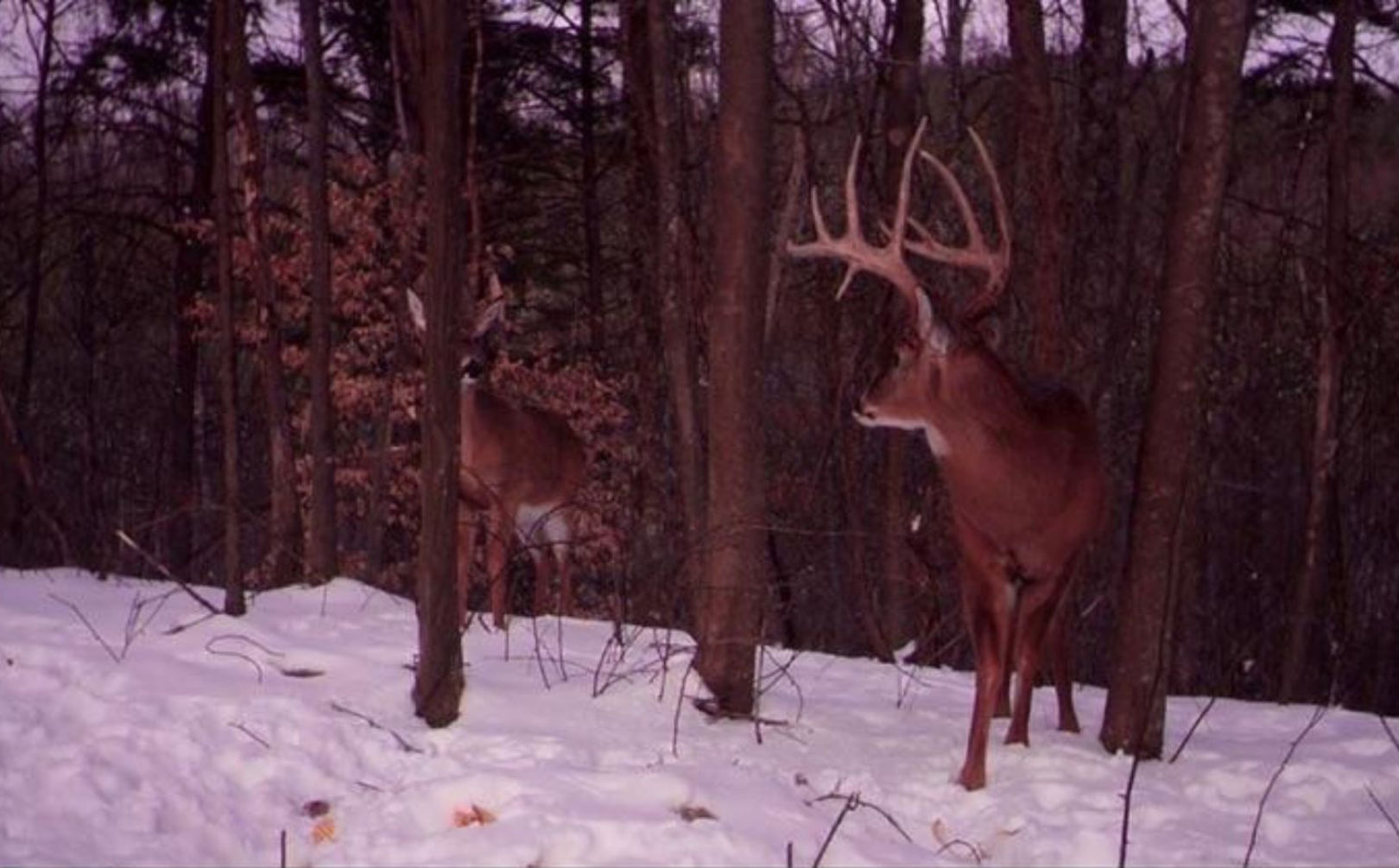 late season deer