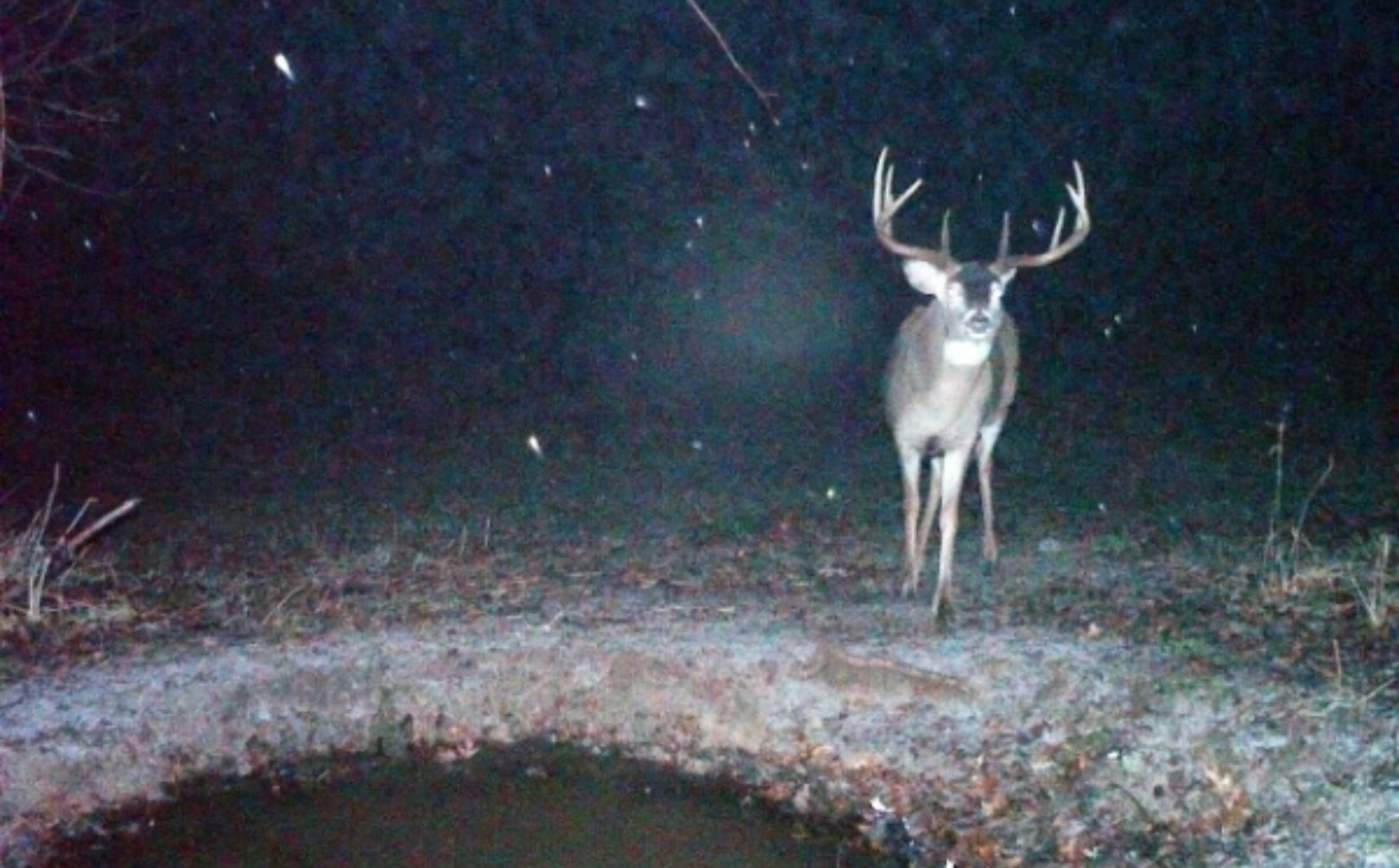 deer staging