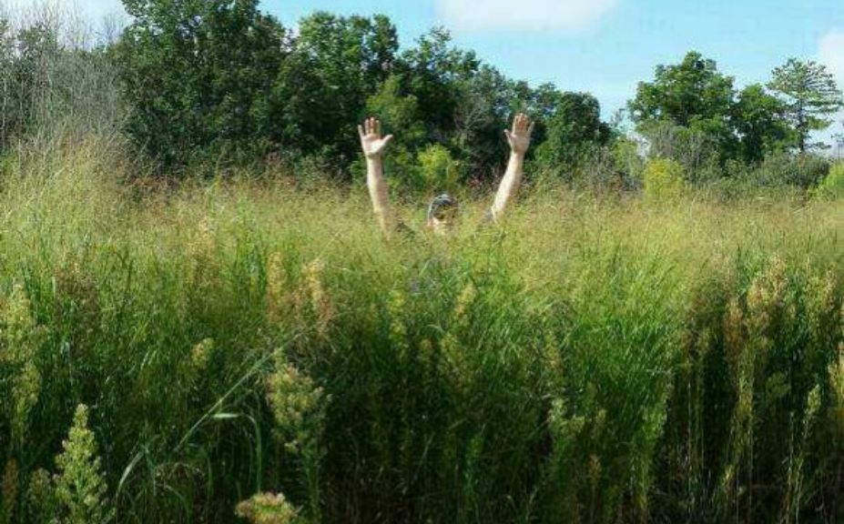 switchgrass plantings