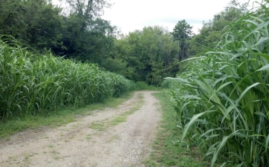 switchgrass plantings