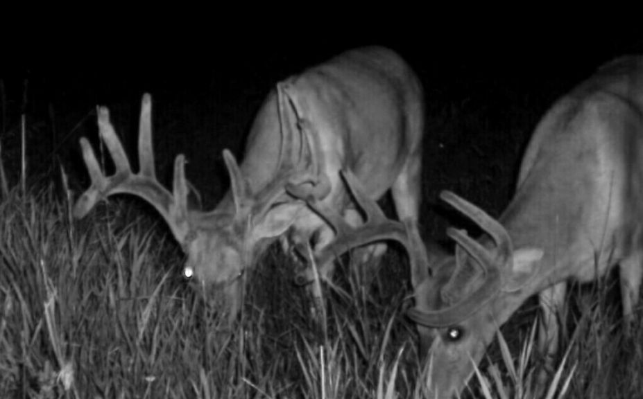 nocturnal trail cam pics