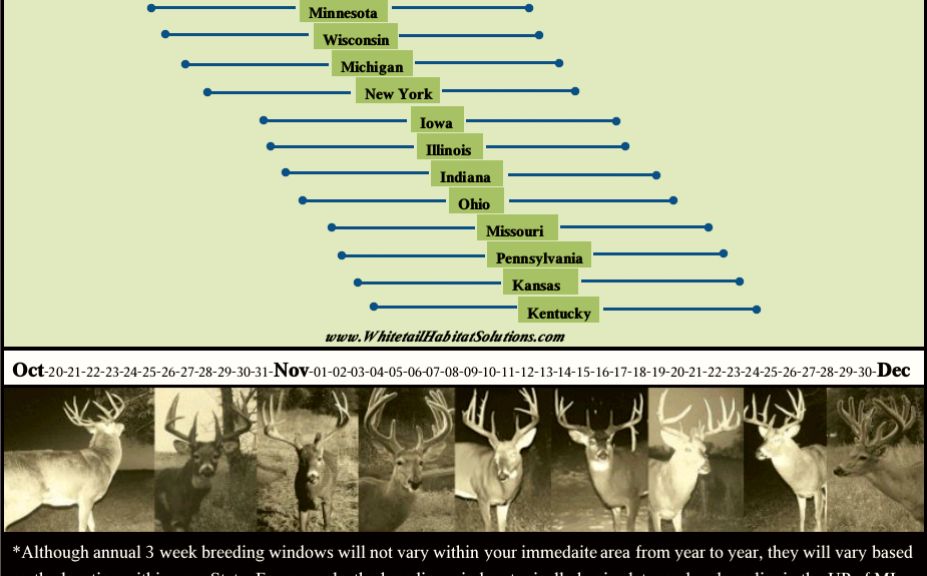 whitetail rut timing