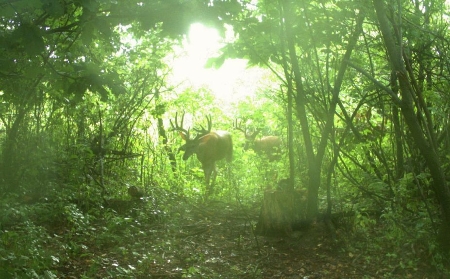 travel corridor treestand setups