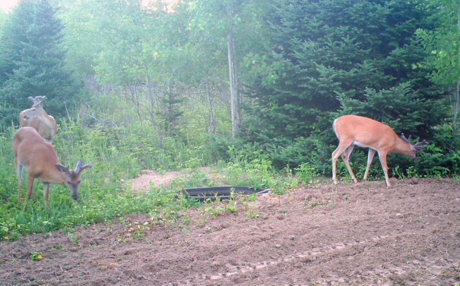 predicting mature buck travel